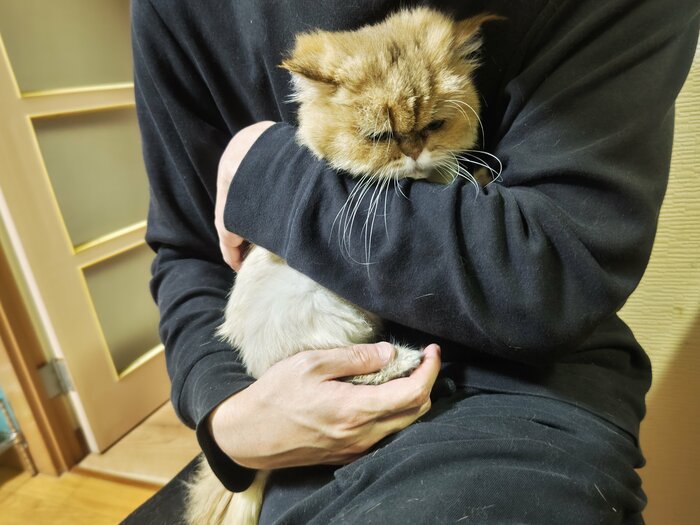 少しだけなら抱っこもさせてくれるようになった