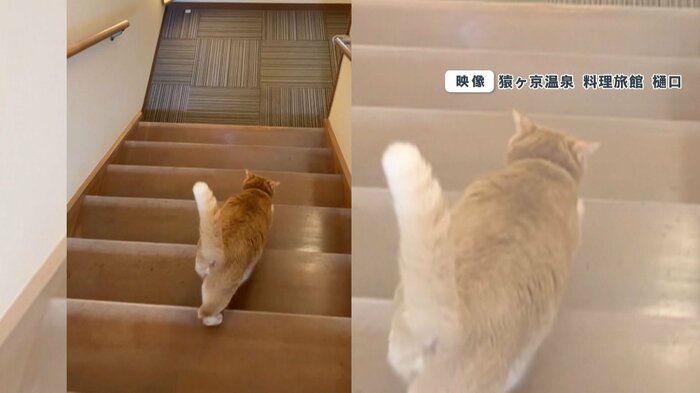 接客をするキイロちゃん