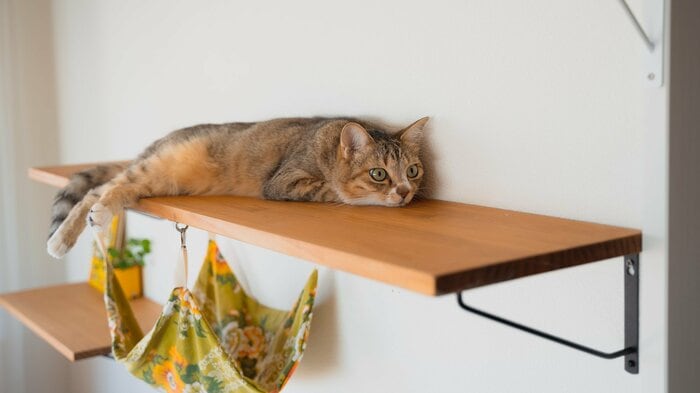 猫の楽しみを増やしてあげてもいいという(この画像はイメージ)