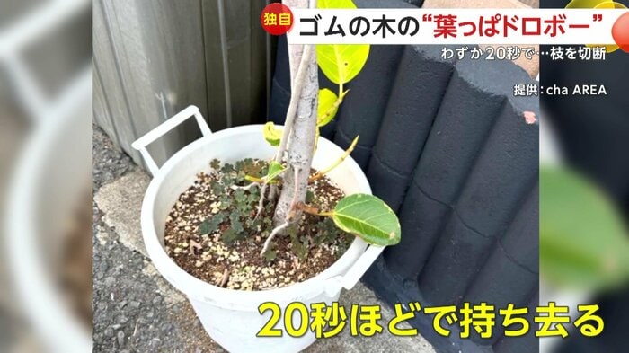 被害にあったゴムの木