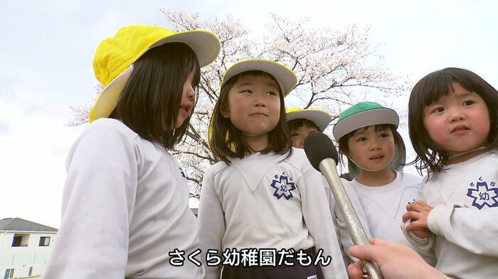 園児たちの自慢のサクラ