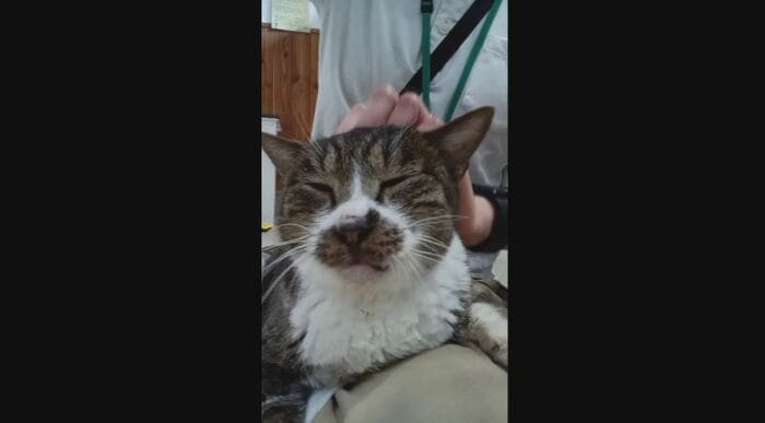 SNSに投稿された動画