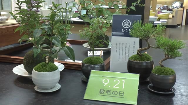 癒しの苔玉がずらり 秋田