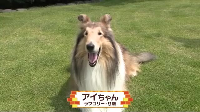 しつけ教室のお手本犬!しっかり者のワンコ【どうぶつのカンパネラ】富士宮市