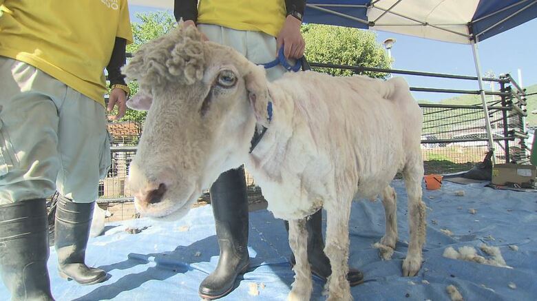 夏を前にスッキリ　10組の親子が「ヒツジの毛刈り」に挑戦　長野・須坂市動物園｜FNNプライムオンライン