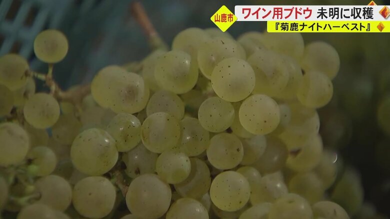 人気すぎて入手困難…熊本県産の白ワイン「菊鹿ナイトハーベスト」　“過去10年で最高の出来”原料の「シャルドネ」を収獲｜FNNプライムオンライン