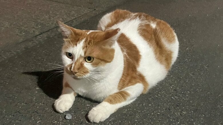 野良猫への餌やりは悪い？ゴミ箱あさり…トラブル防ぐには　保護猫4匹と暮らす柔道“金”出口クリスタさんが語る「地域猫」への思い　人と猫が共生するためのルールや不妊去勢手術の重要性　長野市で講座｜FNNプライムオンライン