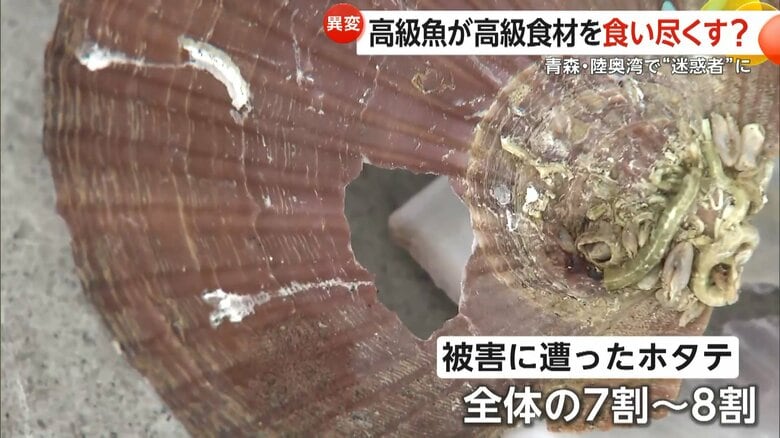 【危機】「全滅に近い」高級魚・マダイがホタテ稚貝食い尽くす…全体“7〜8割”被害で養殖に打撃・価格高騰の恐れも　青森・陸奥湾｜FNNプライムオンライン