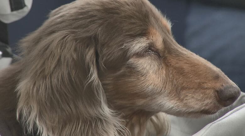 20歳5カ月の愛犬に感謝「子育ての伴走者、支えてくれた」　長生きの秘訣は家族の愛情「穏やかに一日一日過ごして」｜FNNプライムオンライン