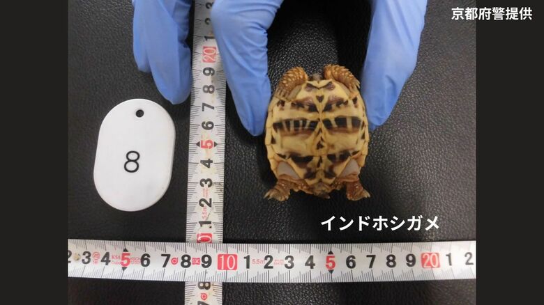 【速報】「絶滅のおそれが高く取引を厳重に規制する必要がある」インドホシガメなど　国際取引が規制されているカメ4匹をスーツケースに入れ違法に輸入しようとした疑い　京都市の夫婦を逮捕　関空で税関職員が発見｜FNNプライムオンライン