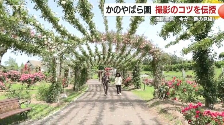 鹿屋市・かのやばら園は春バラが満開！　「バラの香りに包まれて、最高の一枚を」　日本最大規模のバラ園で撮影のコツを伝授【鹿児島発】｜FNNプライムオンライン