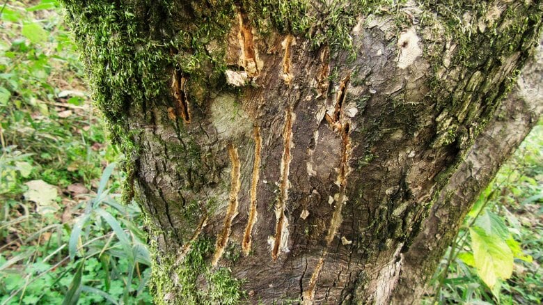 クマは“緑のトンネル”を通って街に降りてくる？増えるアーバンベアから人間の世界を守る「箱罠」と、長野・箕輪町の実践｜FNNプライムオンライン