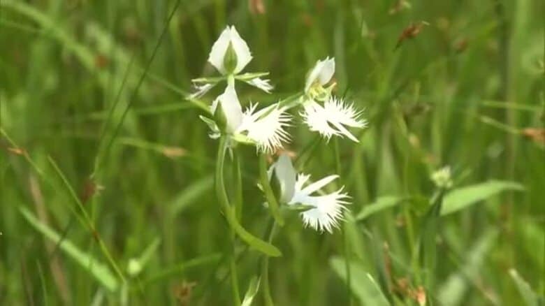 花言葉は「無垢」や「清純」…総社市の湿地で県の絶滅危惧種植物「サギソウ」見ごろ【岡山】｜FNNプライムオンライン