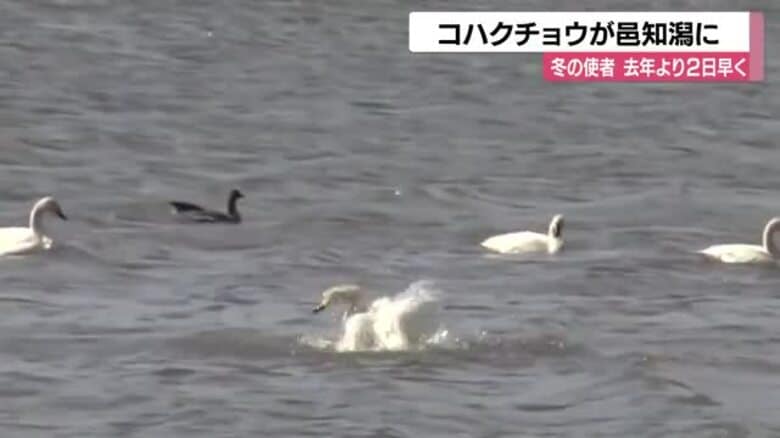 冬の使者コハクチョウが邑知潟に去年より２日早く飛来…来年３月シベリアへ｜FNNプライムオンライン
