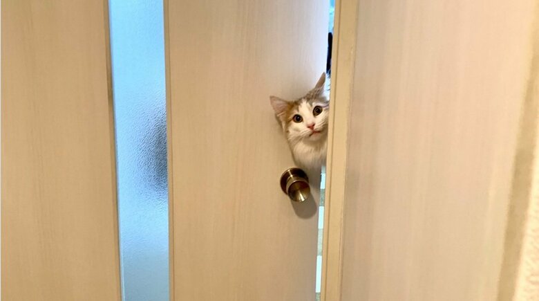 猫が“空中浮遊”!? ひょっこり出した顔の位置がおかしい…ドアの向こう側の状況を飼い主に聞いた｜FNNプライムオンライン
