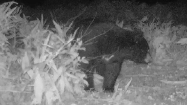 「グラウンドに子グマの足跡」富山県上市町の小学校が活動中止　富山市大沢野地区ではAIカメラに先月から“6回目”のクマの姿｜FNNプライムオンライン