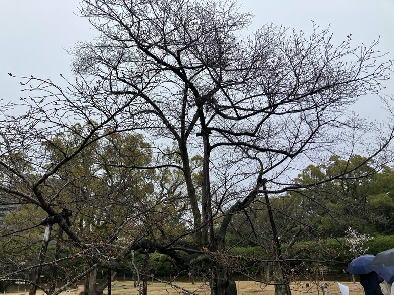 【速報】高松でサクラ開花　平年より２日、前年より１日早く　高松地方気象台【香川】｜FNNプライムオンライン