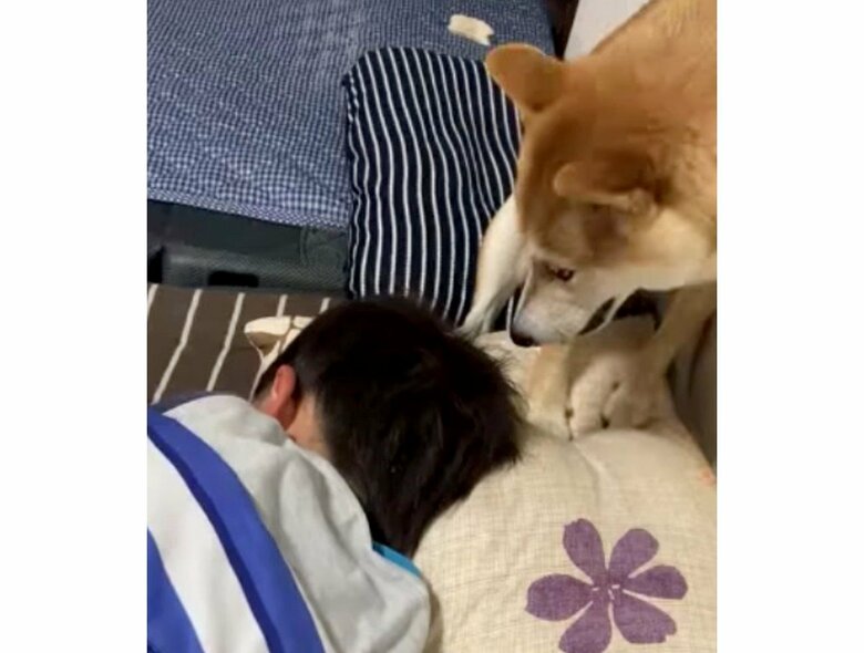 提供:豆柴大福 黒柴あんこさん