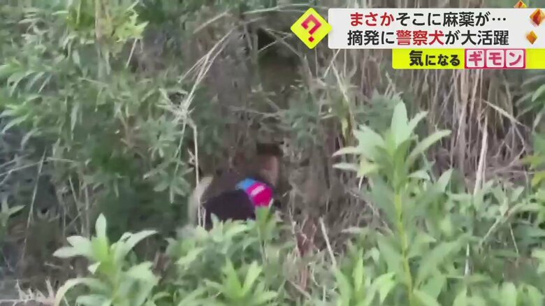 藪の中から次々と麻薬を探し当てていく(画像:IHA)