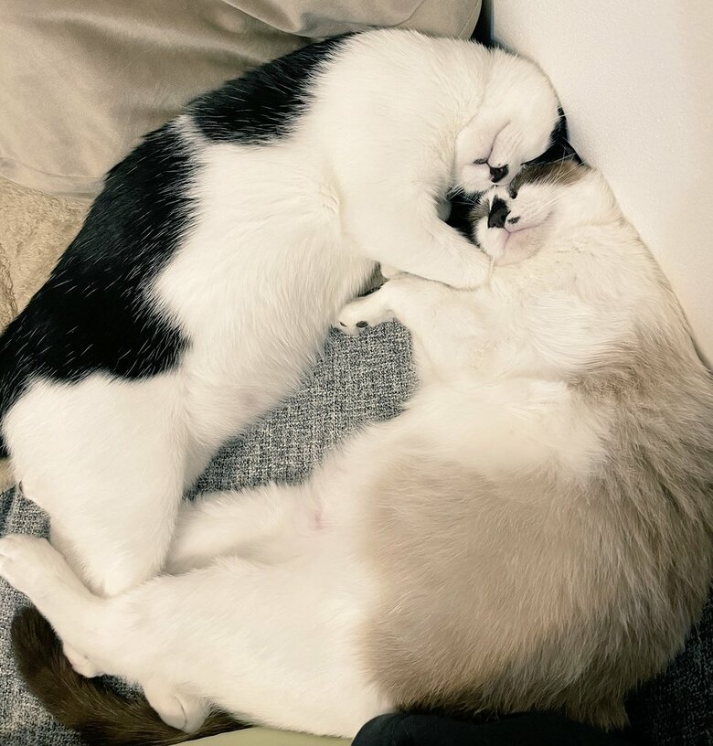 提供：かふぇらてさん