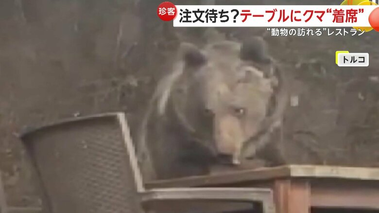 席から離れると落ちていた皿に近づき、客の食べ残しをつまみ食いし始めたクマ