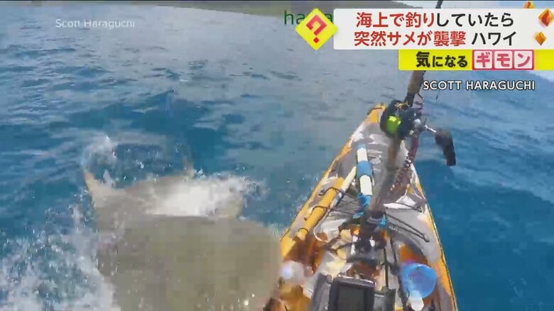 カヤックを巨大なイタチザメが襲撃する瞬間の様子⑥