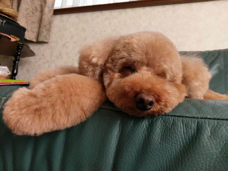 寝顔もかわいらしいデコピン君（4歳の頃）