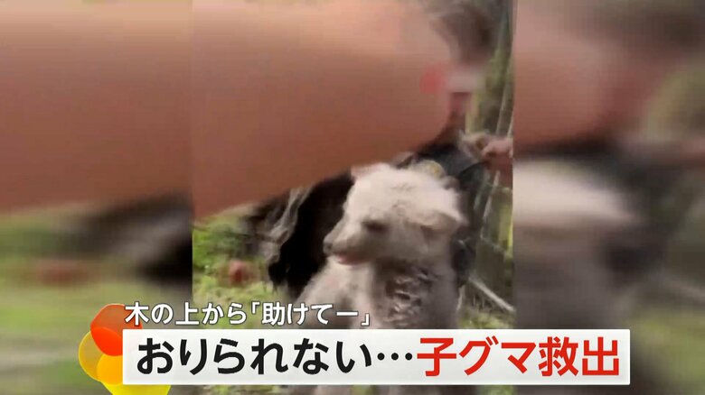 高い木に登ったまま下りられなくなった子グマ