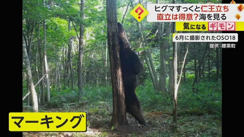 マーキングをするクマ。木に背中をこすりつけている