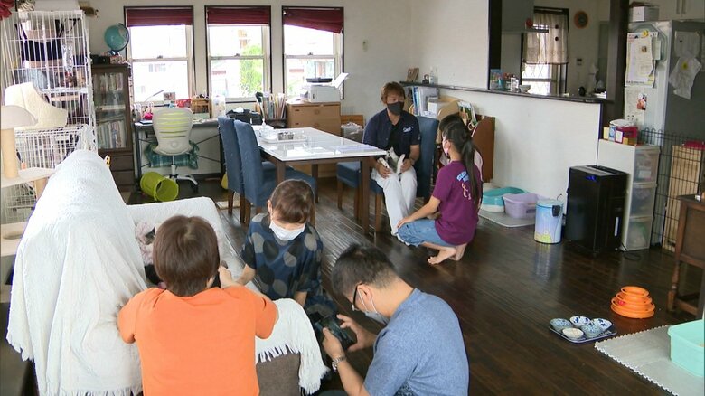 子ネコの譲渡会　ベルソーデシャトンズは毎週日曜日に開催