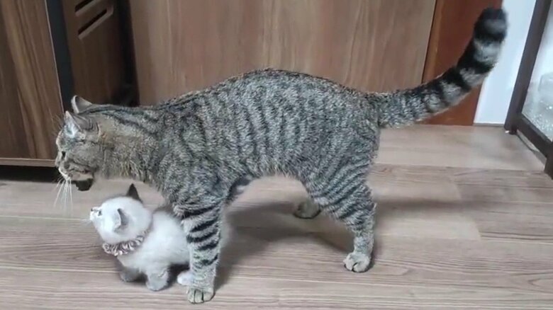 不思議そうに父親を見つめる、らむねちゃんだった