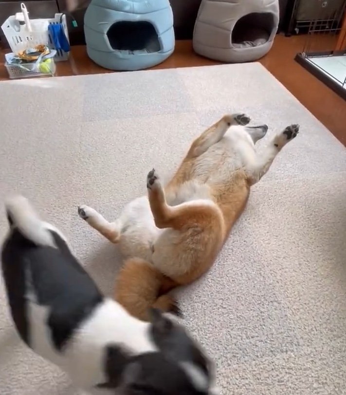 素通りだった…（提供：うにさん）