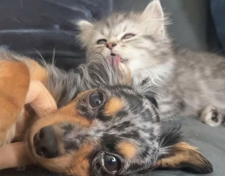 提供：チワックスの諭吉くん。さん