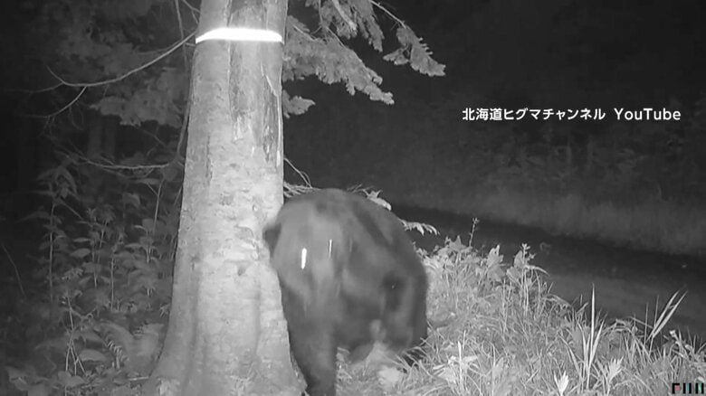 オスグマがメスに存在をアピールするための“背こすり”