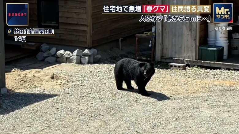 秋田市・新屋地区に現れた“春グマ”（4月14日）