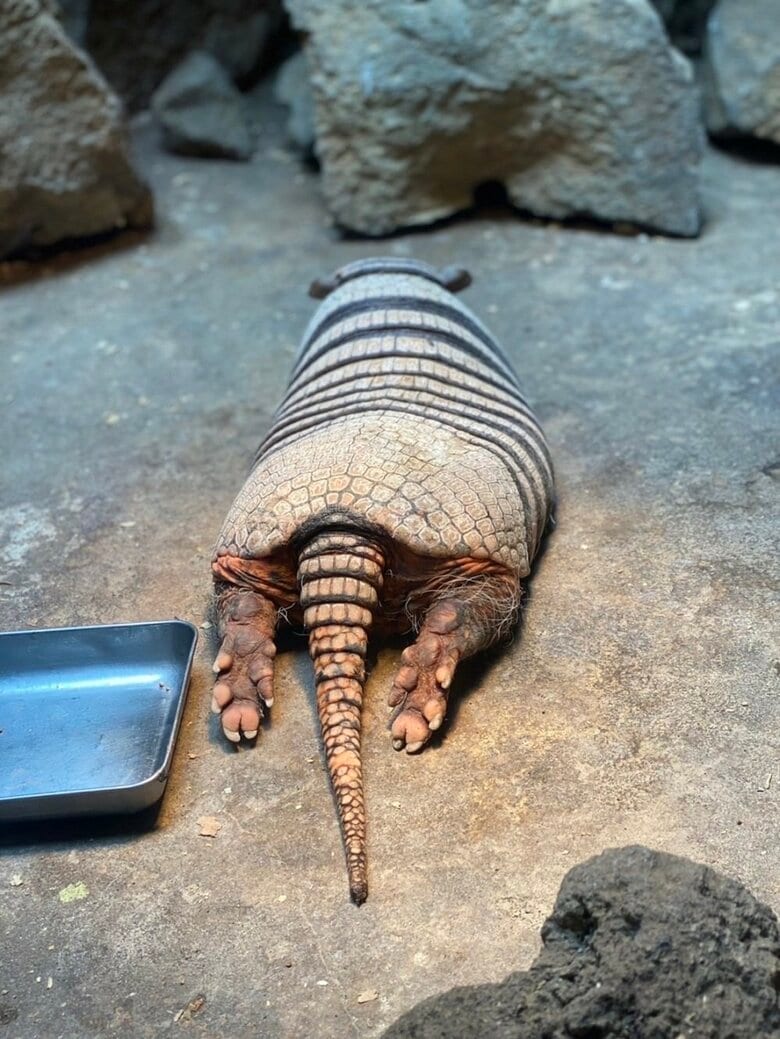 かわいいお尻を見せてくれるラグくん（画像提供：伊豆シャボテン動物公園）