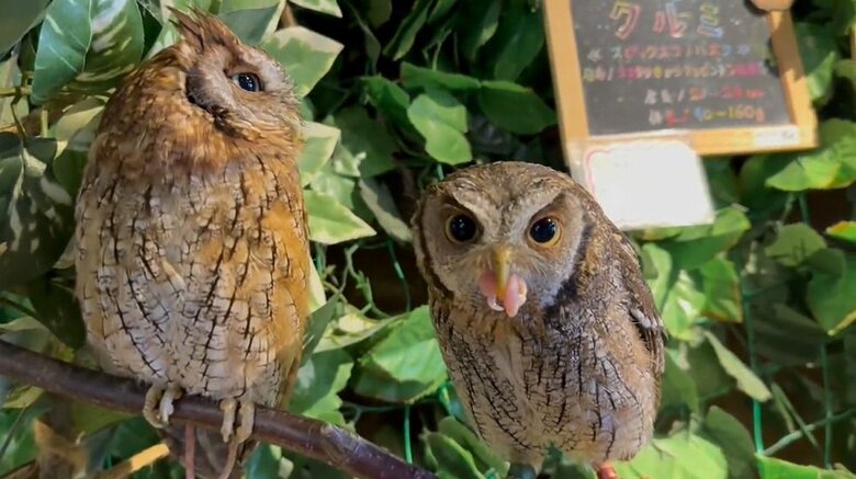 しかし、クルミちゃんは受け取らなかった…