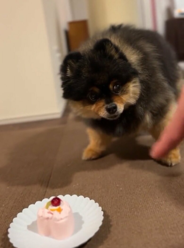 本当に？と疑うかのようなたろ吉ちゃん