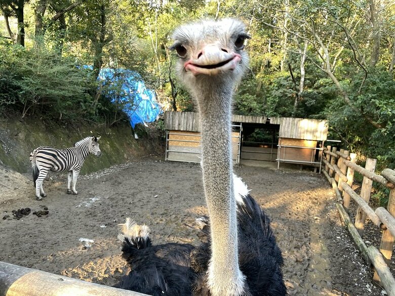 キョウちゃん（提供：長崎バイオパーク）