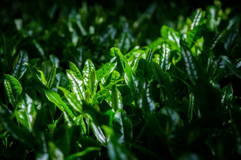 緑茶の中でもうま味成分が特に多い玉露の茶葉（画像はイメージ）