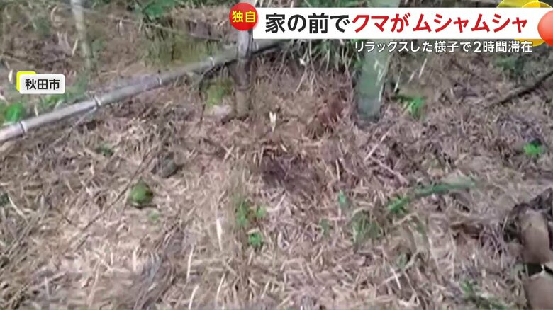 クマが土を掘った跡