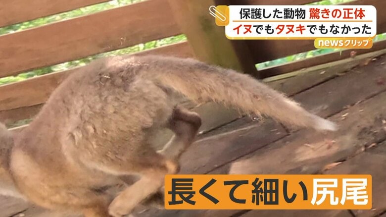 尻尾は長くて細いのもキツネの特徴
