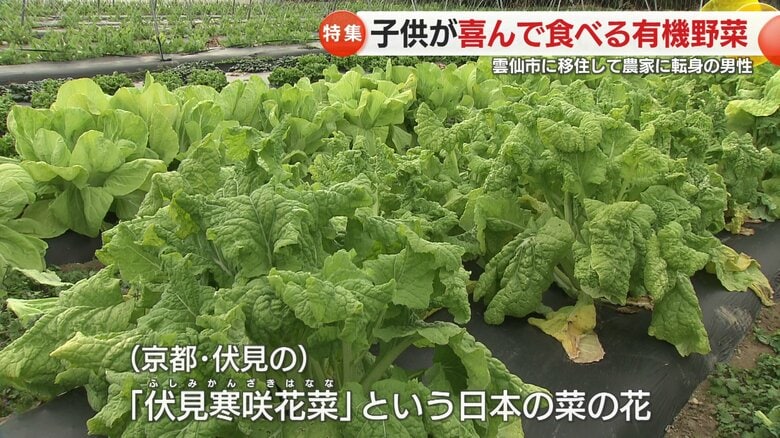 珍しい京野菜「伏見寒咲花菜」