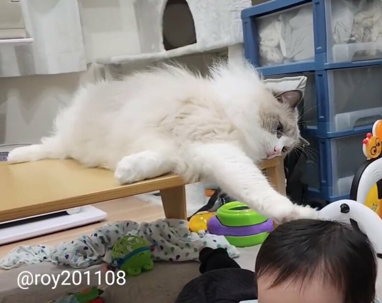 見守り方がほぼ親（提供：ロイ(Roy)くん@ラグドールさん）