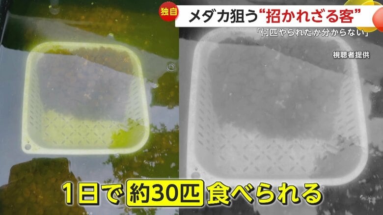 1日で少なくとも30匹が食べられてしまい、大きく数を減らしてしまったというメダカ