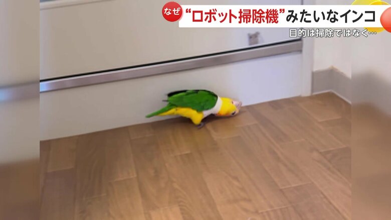 端まで来るとくちばしで壁をコンコンとつつき、クルッと方向転換するレオちゃん