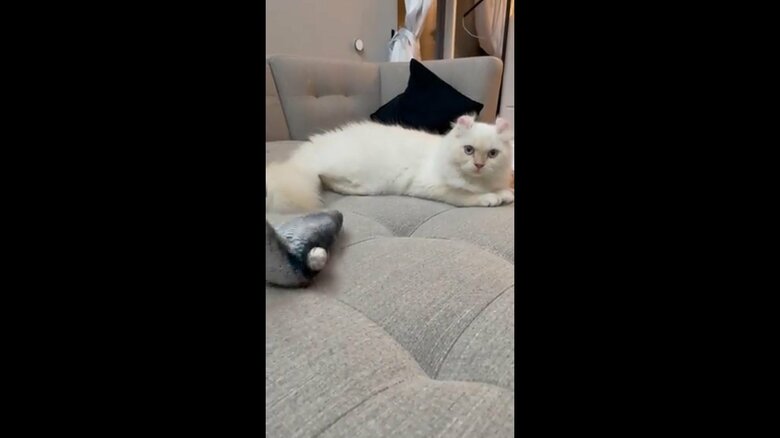 動く魚のおもちゃに無反応