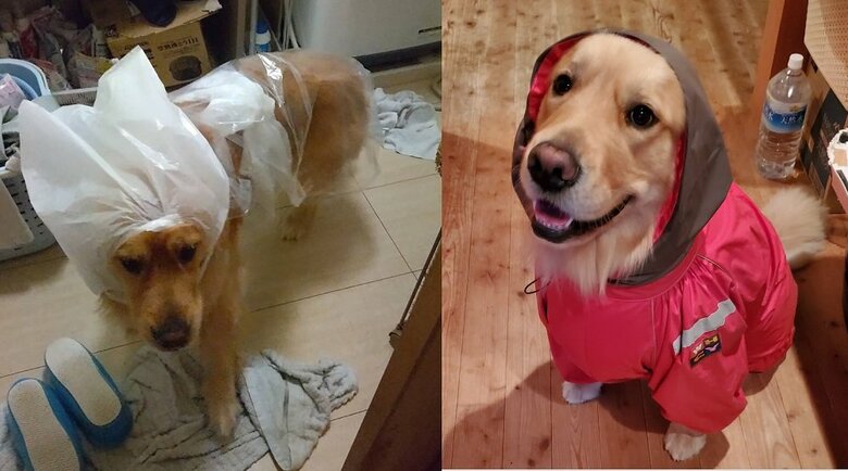 普段着ているかっぱ同様、濡れない効力を発揮してくれたそう