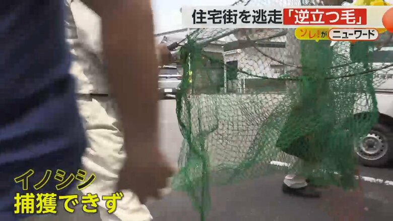 イノシシを捕獲しようと緑色の網を手にする市職員