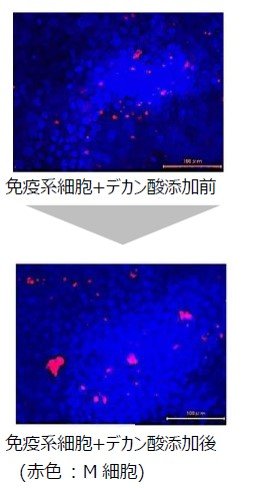 ローヤルゼリーの免疫力向上作用がデカン酸に由来する事を解明 M細胞を増やし腸管の粘膜免疫に作用